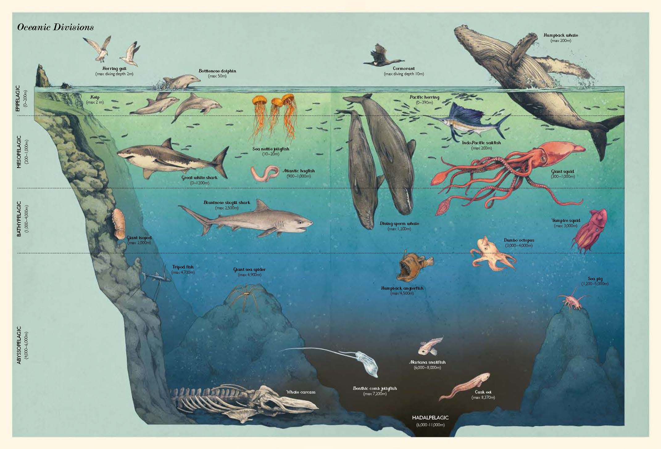 Oceanarium by Teagan White | 9781787416314 | Booktopia