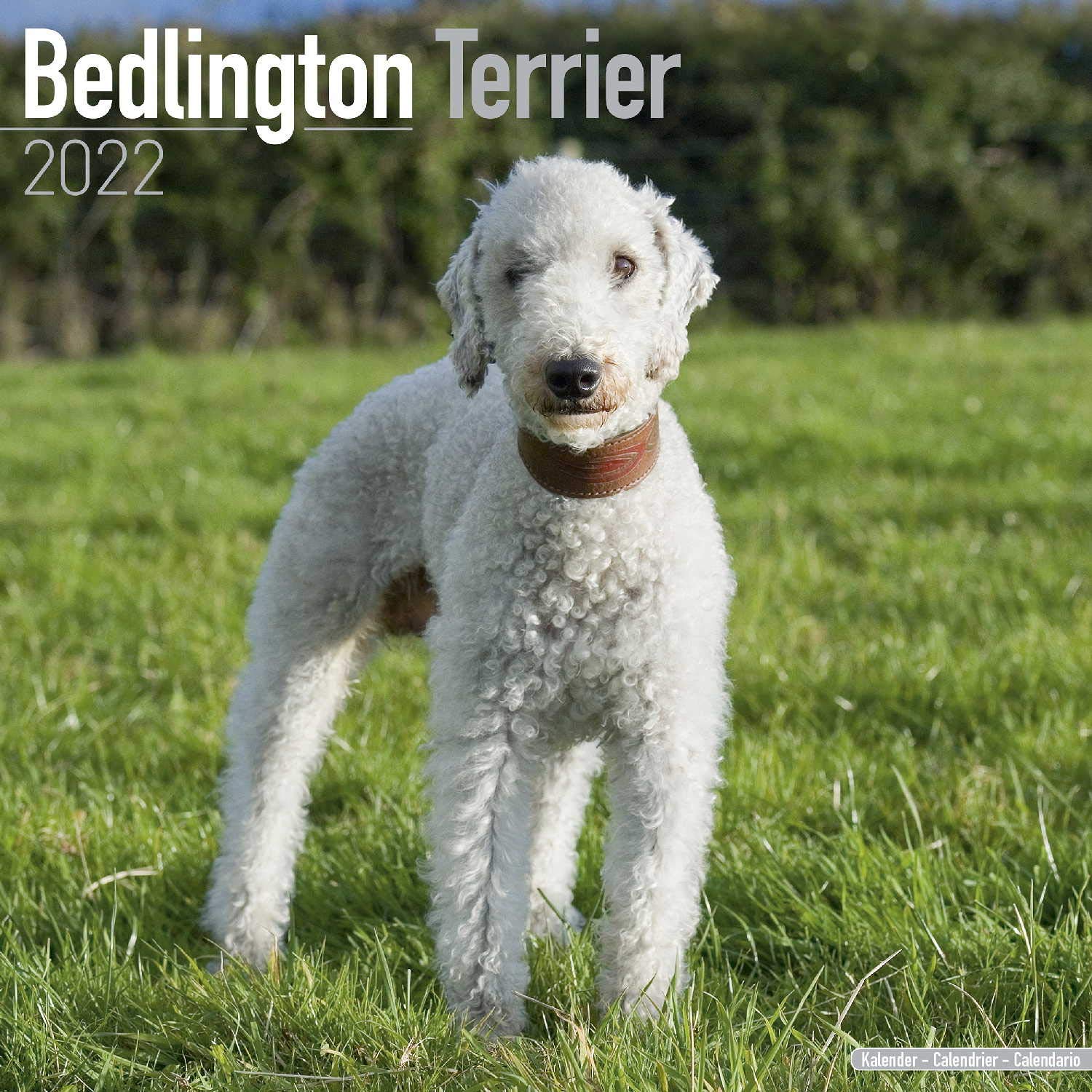 Are Bedlington Terriers Rare