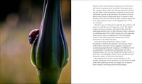 Gallery preview