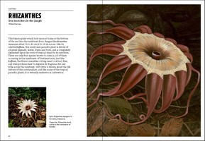 Gallery preview