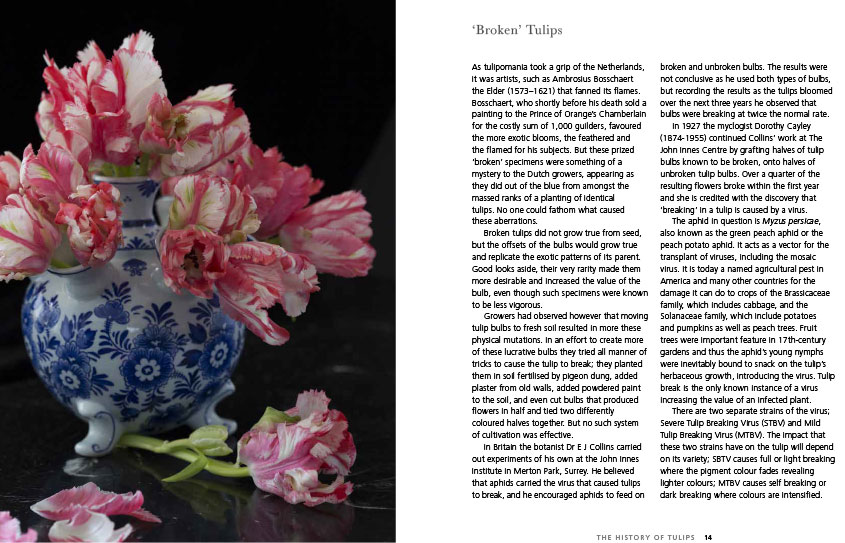 Tulips, Beautiful Varieties For Home And Garden by Jane Eastoe