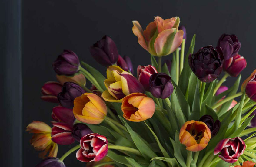 Tulips, Beautiful Varieties For Home And Garden by Jane Eastoe