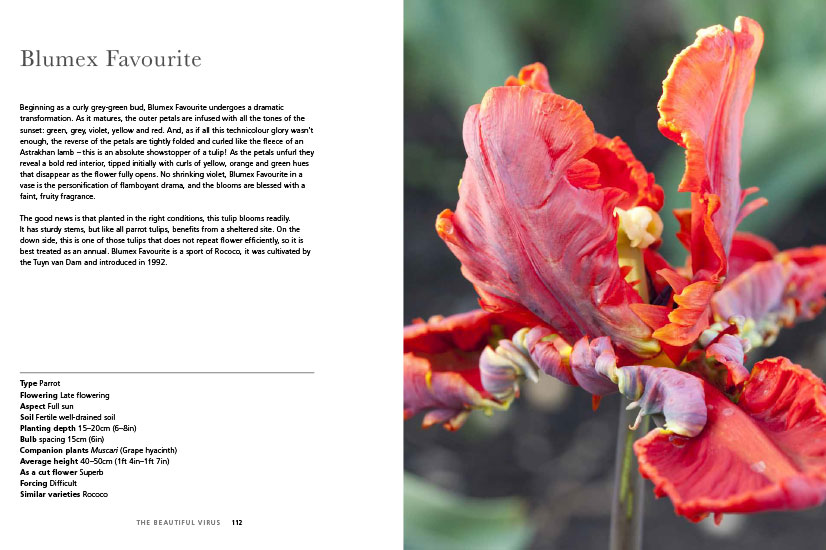 Tulips, Beautiful Varieties For Home And Garden by Jane Eastoe