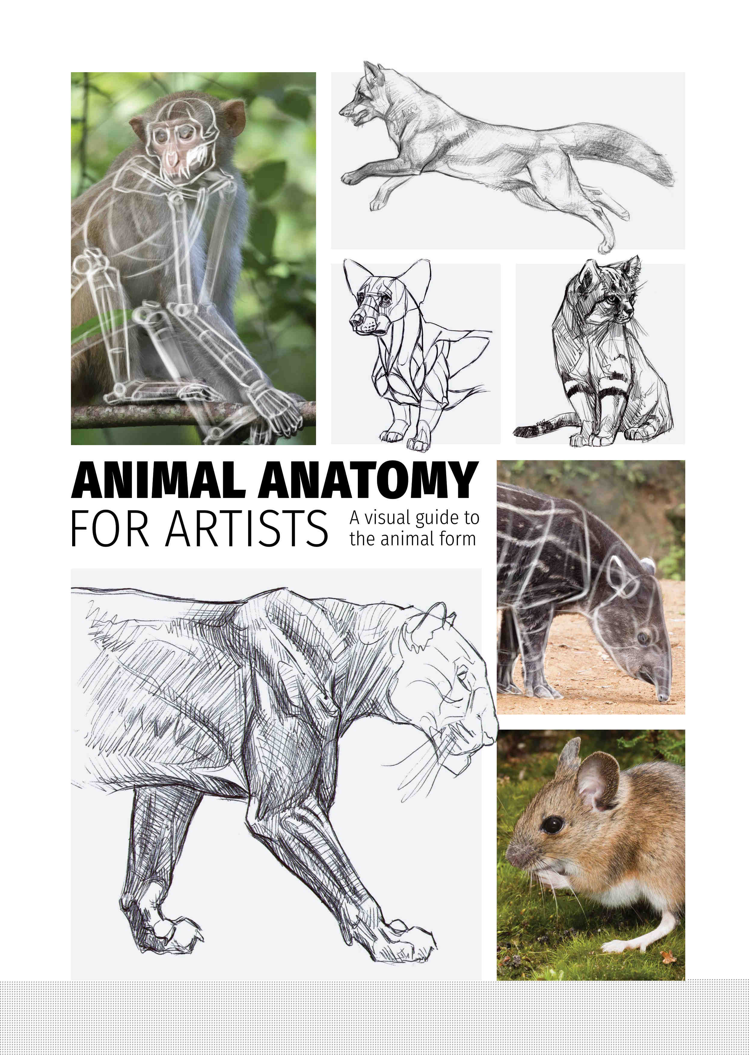 Animal Anatomy for Artists by 3dtotal Publishing | A visual guide