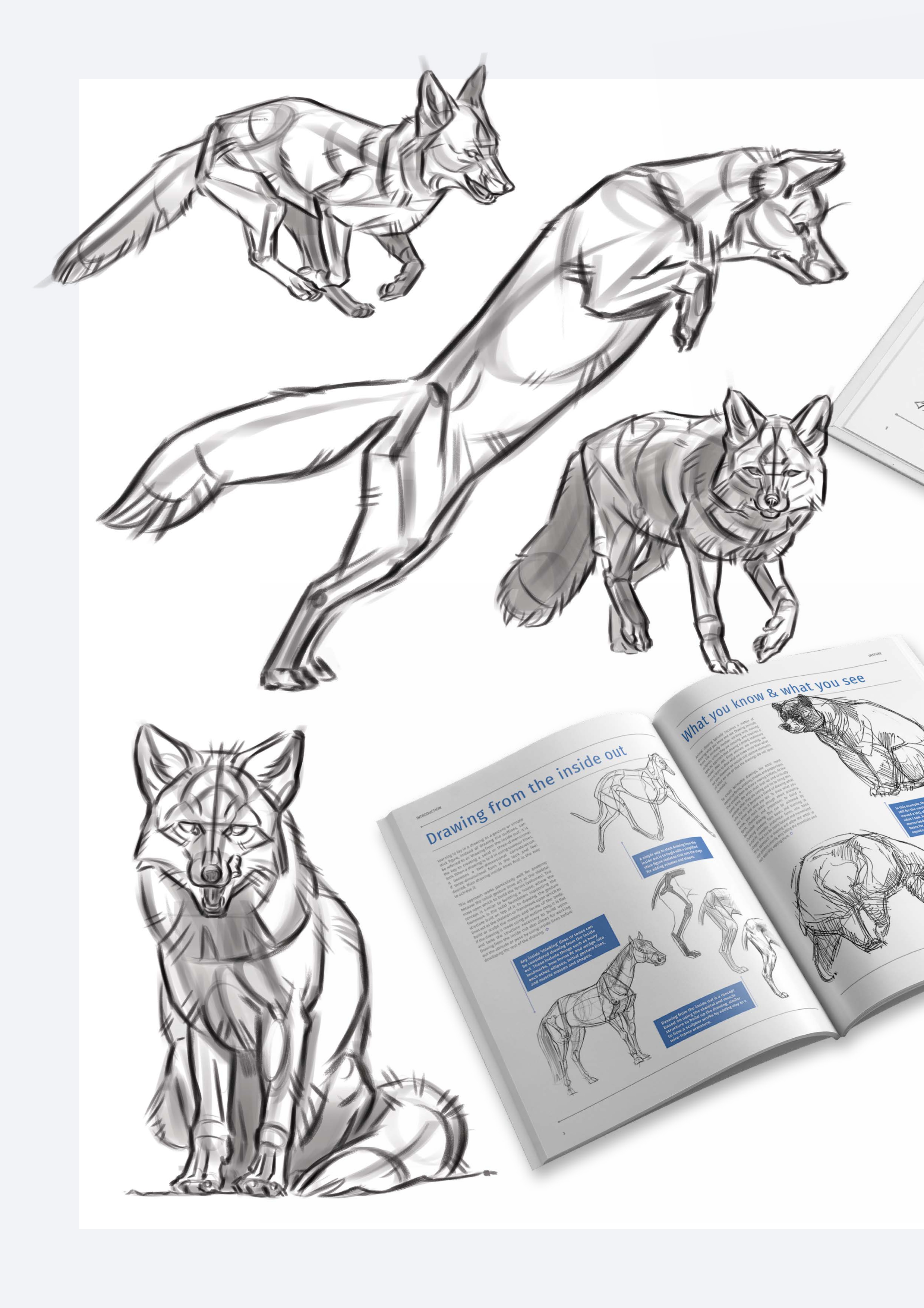Animal Anatomy for Artists by 3dtotal Publishing | A visual guide