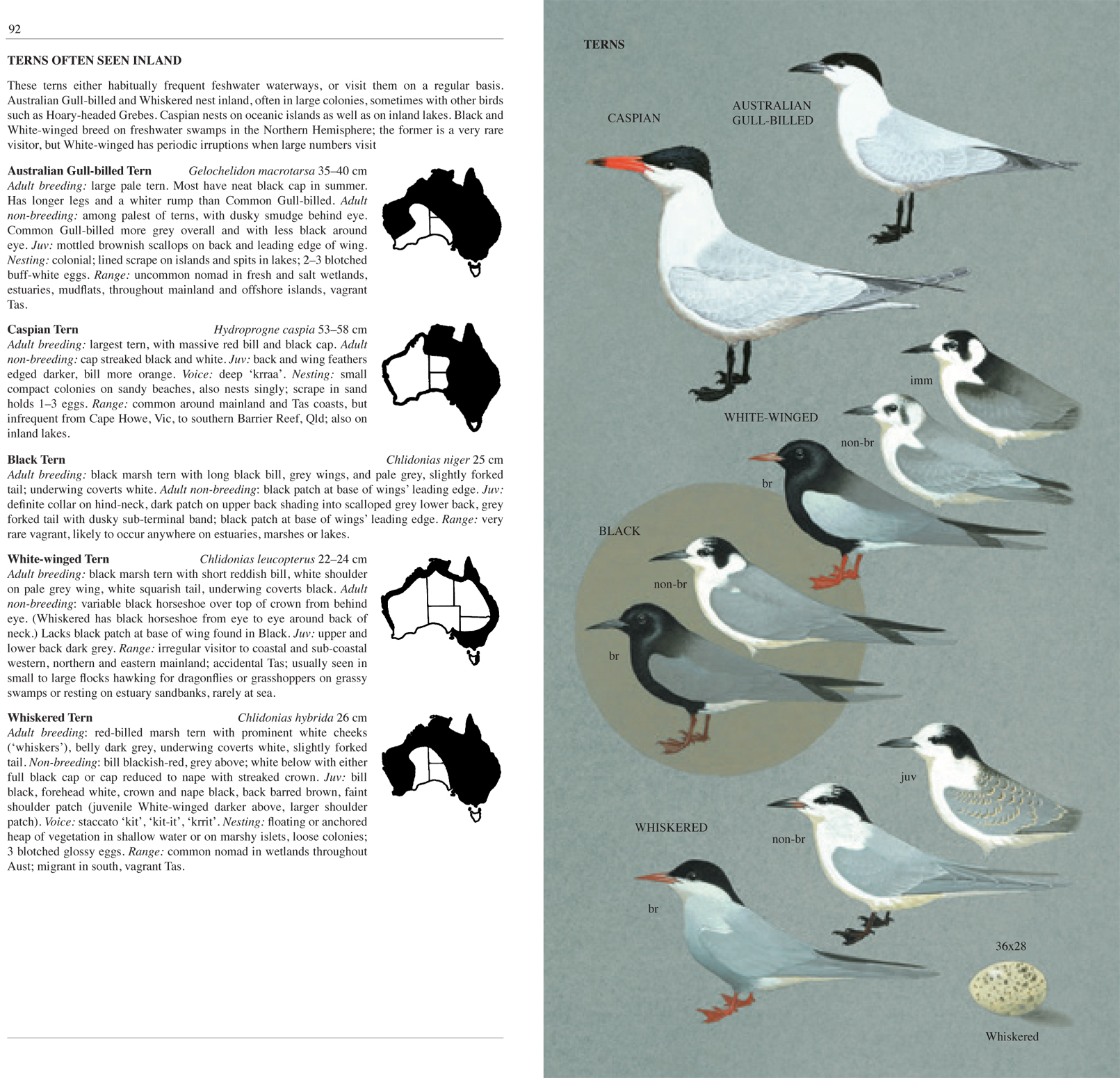 The Slater Field Guide to Australian Birds 3rd Edition by Peter Slater 9781921073168 Booktopia