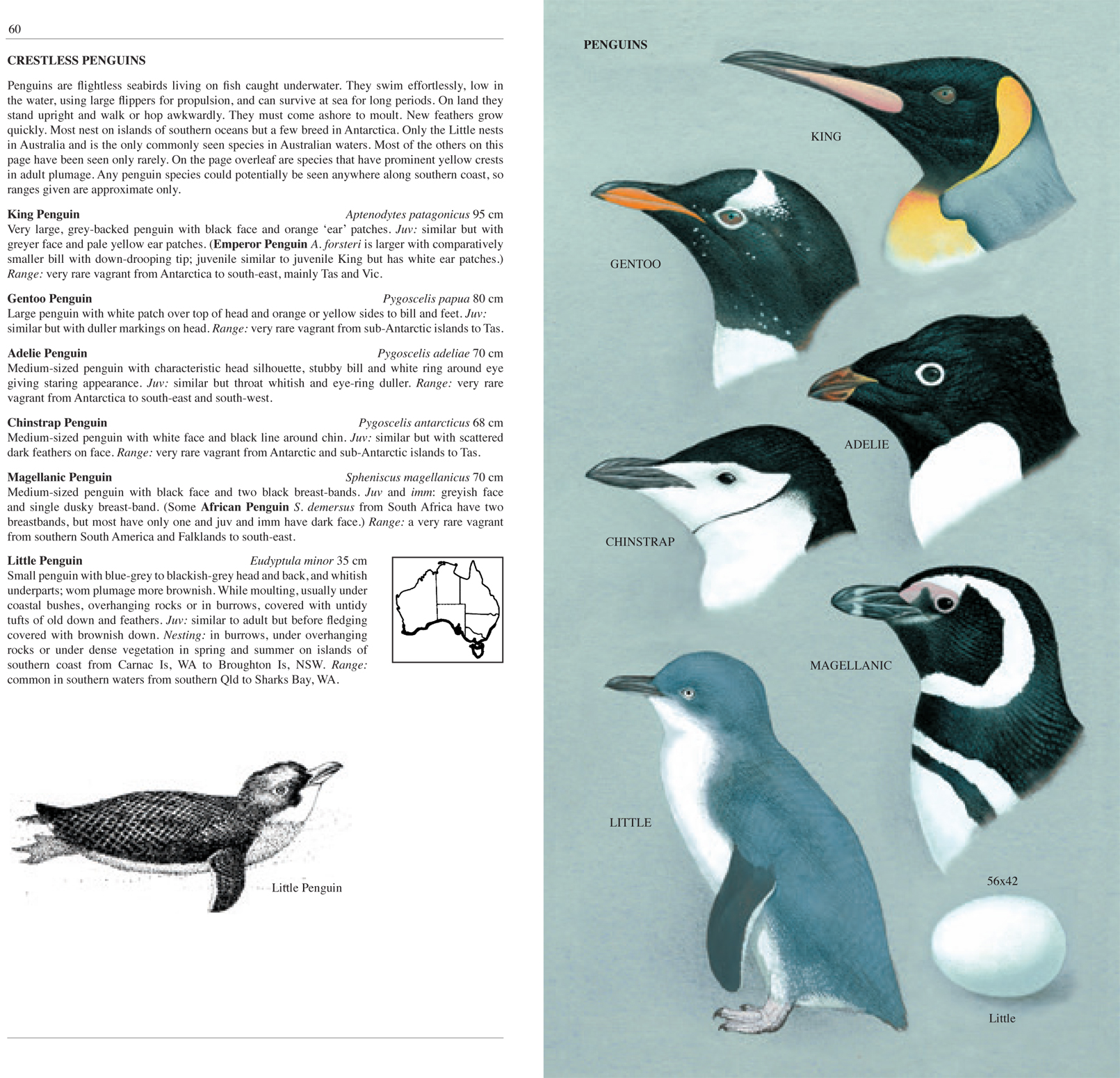 The Slater Field Guide to Australian Birds 3rd Edition by Peter Slater 9781921073168 Booktopia
