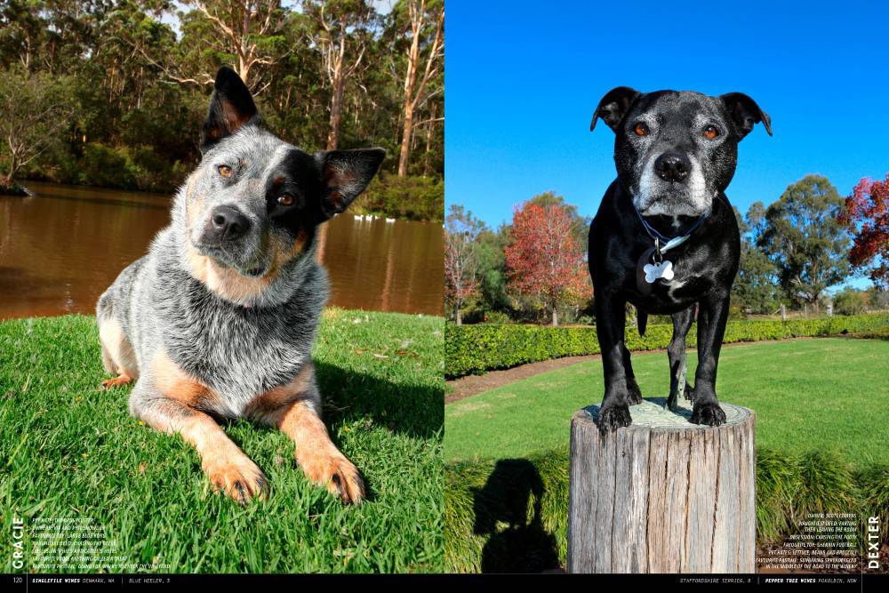 Wine Dogs Australia 4 by Craig McGill | 9781921336485 | Booktopia