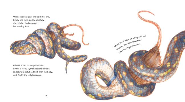 Python, Nature Storybooks by Christopher Cheng | 9781921529603 | Booktopia