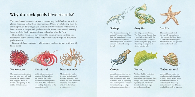 Rock Pool. Book Rock Pool Secrets by Narelle Oliver | 9781922179357 | Booktopia