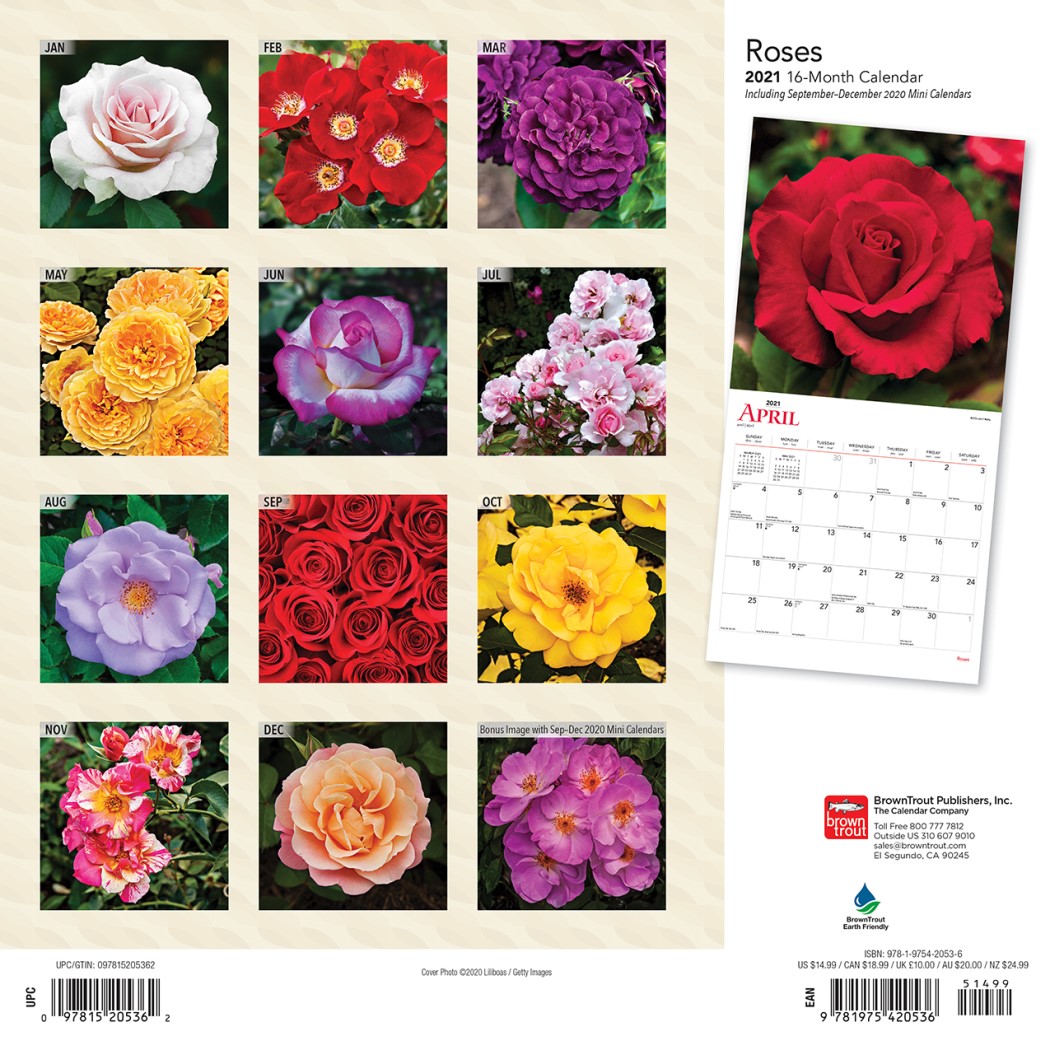 Roses 2021 Wall Calendar by Browntrout 9781975420536 Booktopia