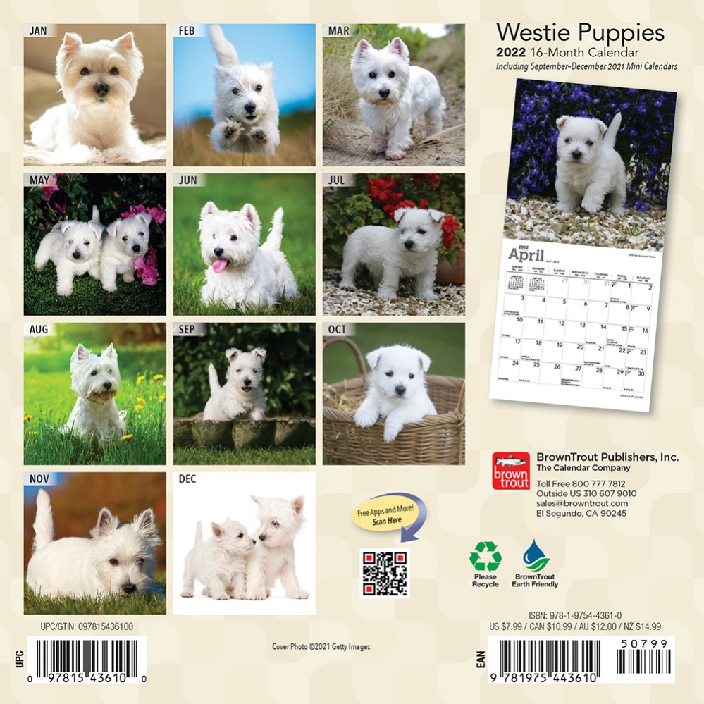 West Highland White Terrier Puppies 2022 Mini Wall Calendar, Dog