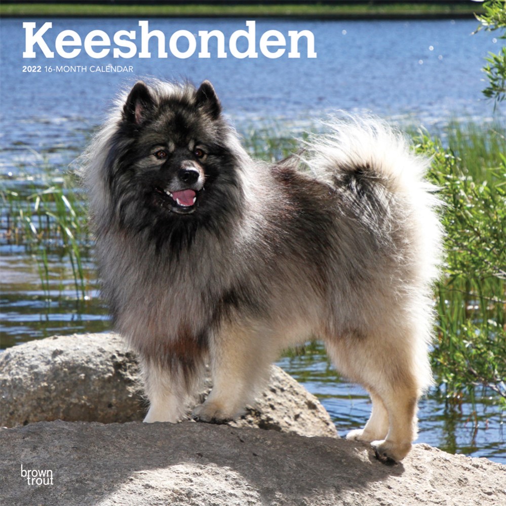 Keeshonden 2022 Wall Calendar, Dog Breed Wall Calendar by BrownTrout