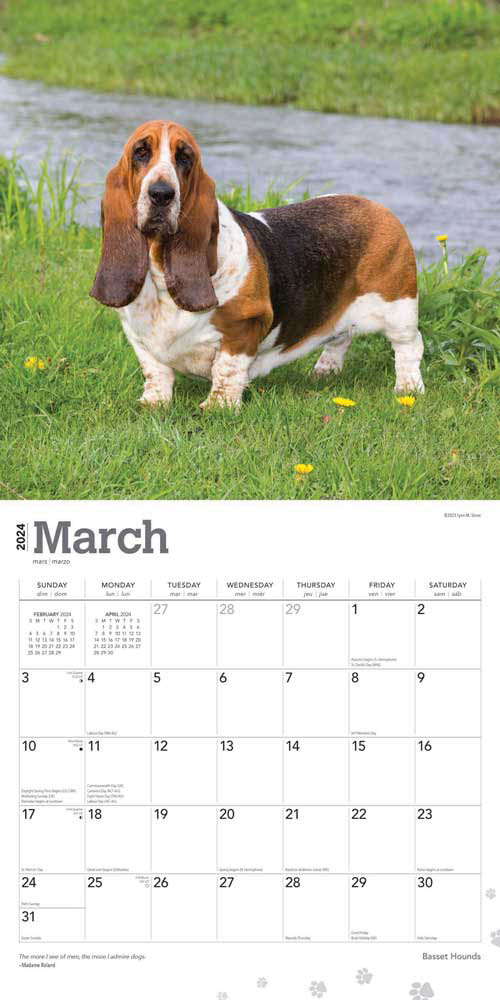39;Just Basset Hounds 2024 12 X 12 Wall Calendar' - 'Bücher'
