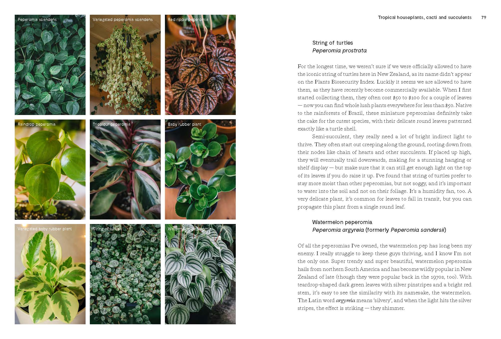 Houseplants and Design, A New Zealand Guide by Liz Carlson