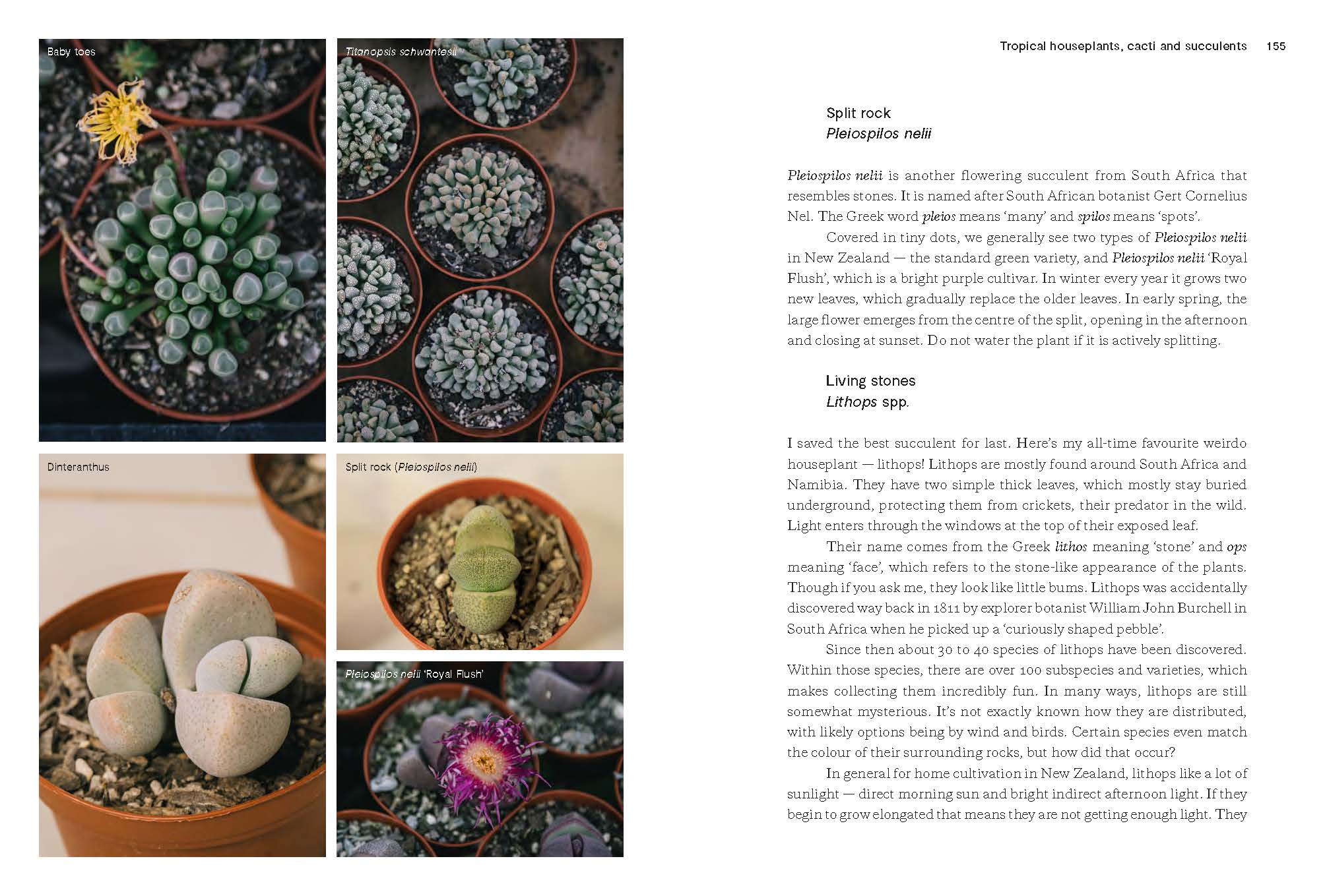 Houseplants and Design, A New Zealand Guide by Liz Carlson