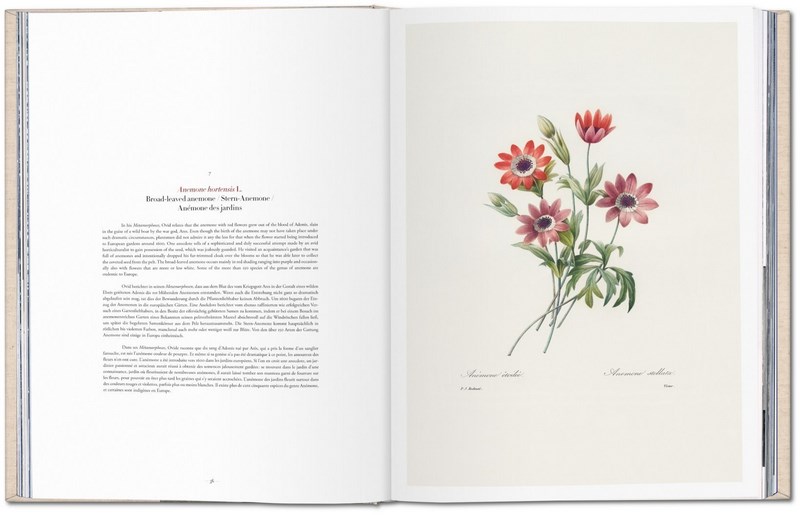 Redouté The Book Of Flowers by H. Walter Lack 9783836568937 Booktopia