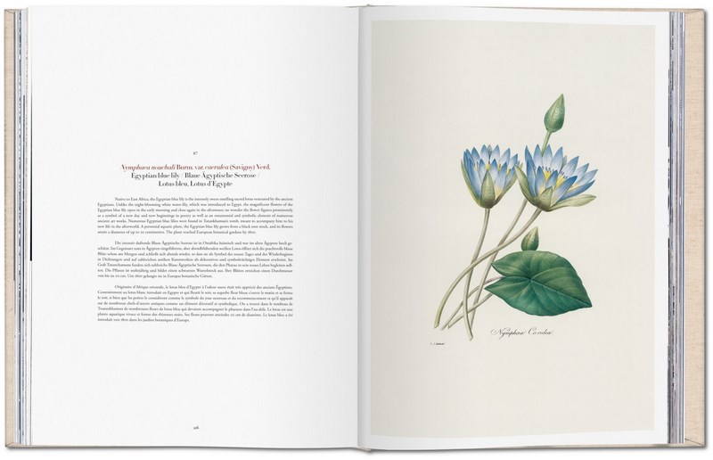 Redouté The Book Of Flowers by H. Walter Lack 9783836568937 Booktopia