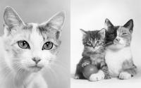 Gallery preview