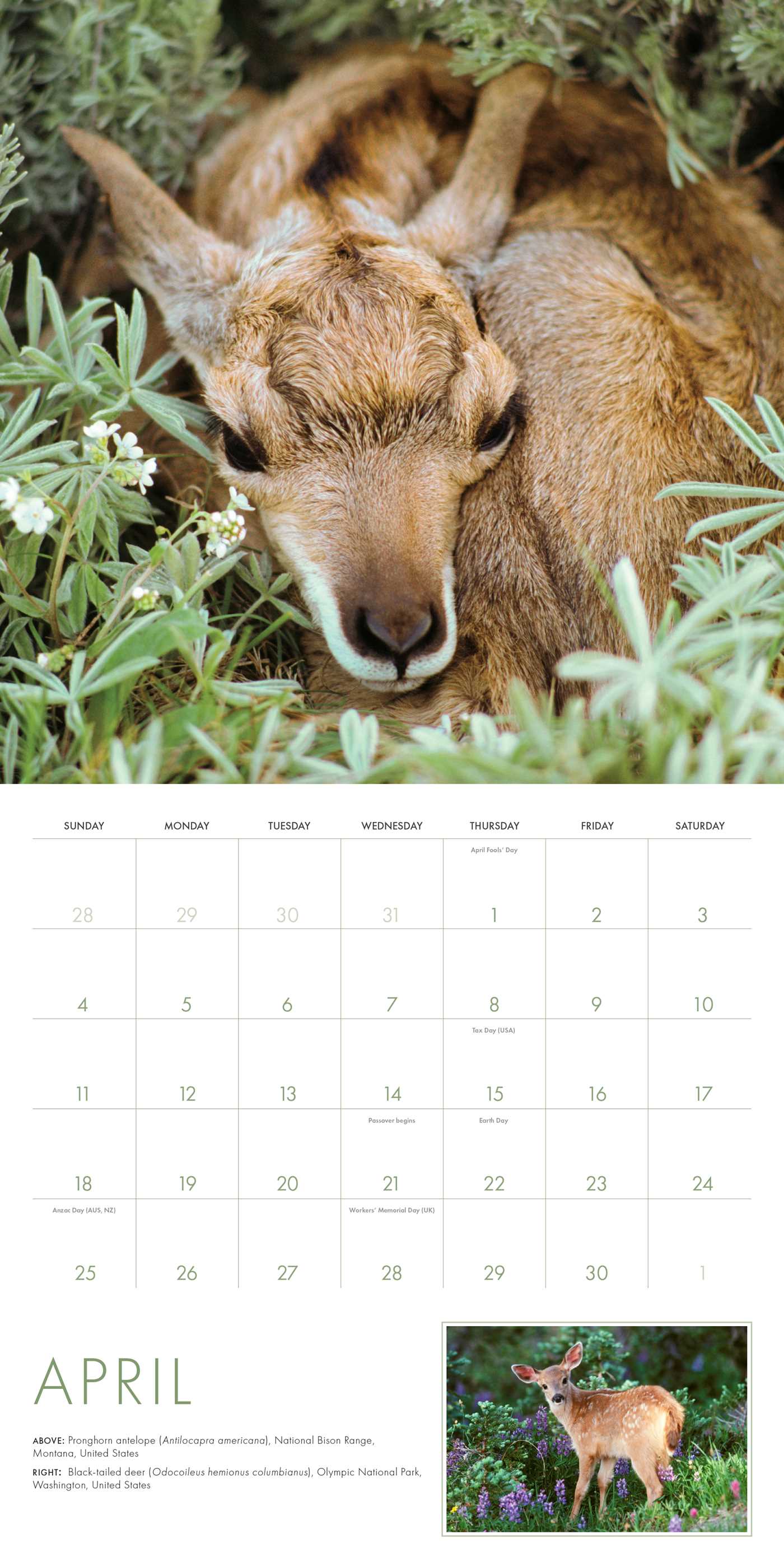 Gallery preview
